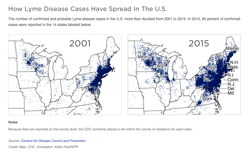 lyme disease